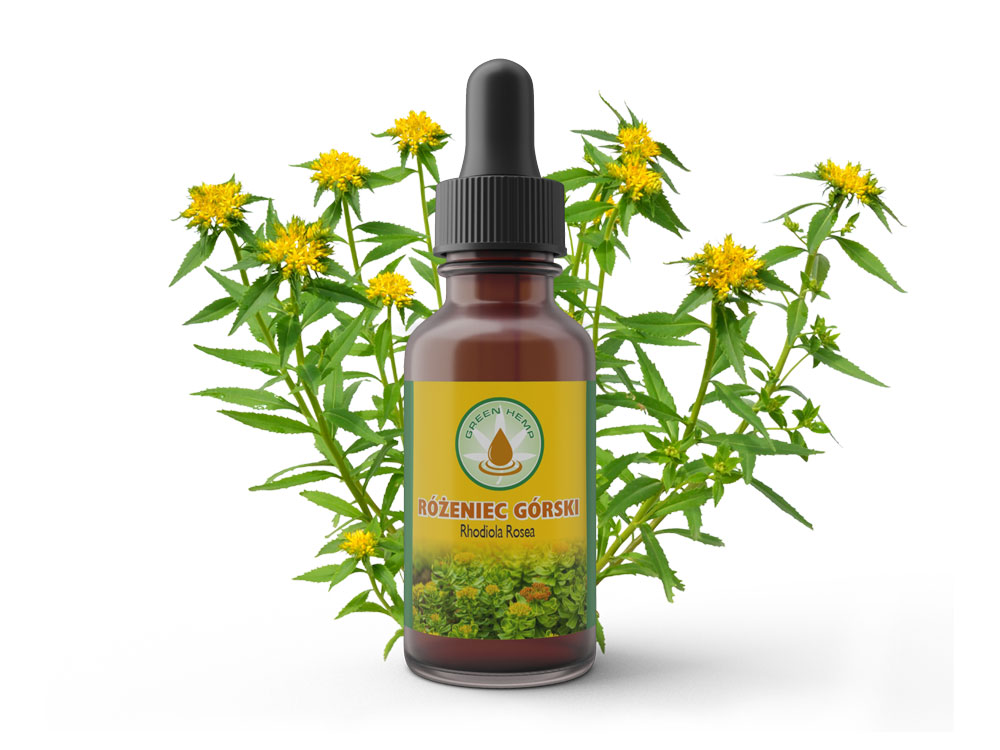 Różeniec-górski Rozeniec gorski | www.greenhemp.pl