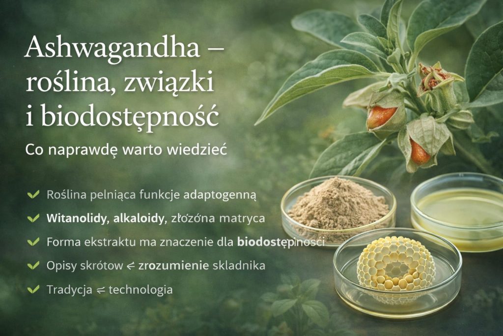 Ashwagandha (Withania somnifera) – roślina adaptogenna i biodostępność związków roślinnych w nowoczesnych formach ekstraktu